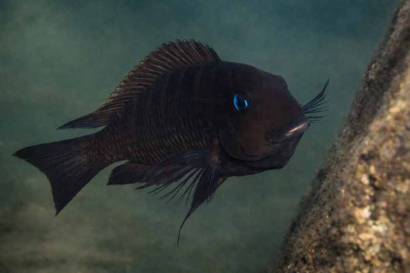Tropheus sp. 'mpimbwe' Kabwe